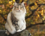 норвежская лесная кошка